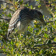 Black-crowned Night Heron