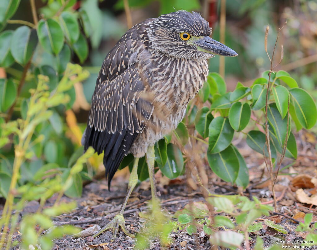 Yellow-crowned Night Heronimmature, identification, aspect