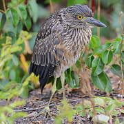 Yellow-crowned Night Heron