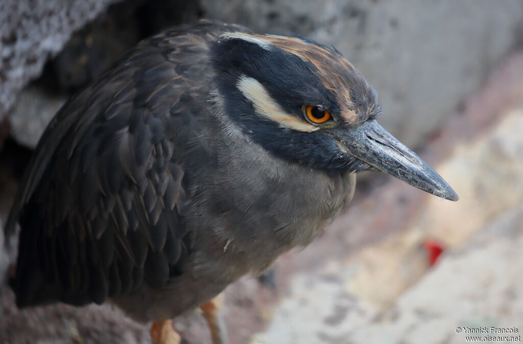 Yellow-crowned Night Heronadult, close-up portrait, aspect