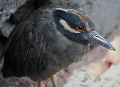 Yellow-crowned Night Heron