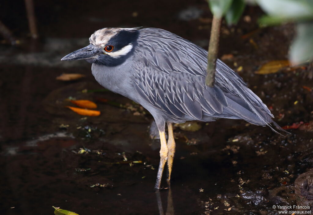 Yellow-crowned Night Heronadult, identification, aspect