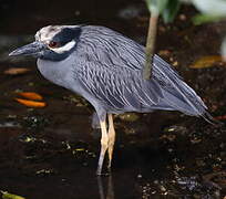 Yellow-crowned Night Heron