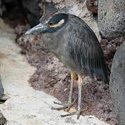 Yellow-crowned Night Heron