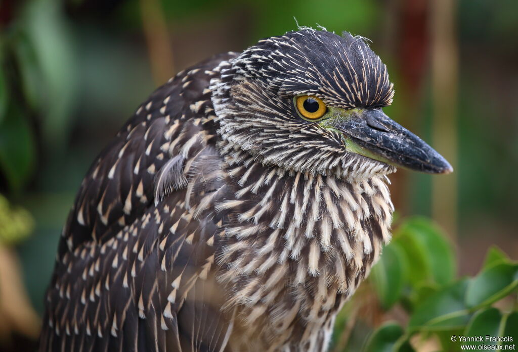 Yellow-crowned Night Heronjuvenile, close-up portrait, aspect