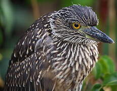 Yellow-crowned Night Heron