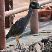 Yellow-crowned Night Heron