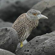 Yellow-crowned Night Heron