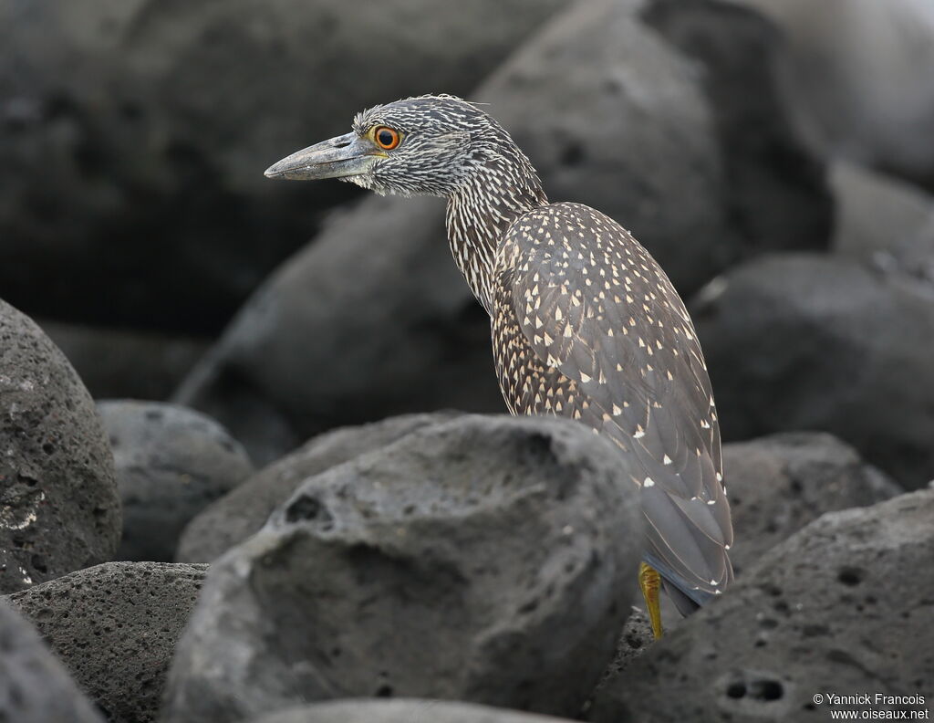 Yellow-crowned Night Heronimmature, habitat, aspect