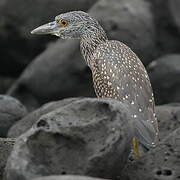 Yellow-crowned Night Heron