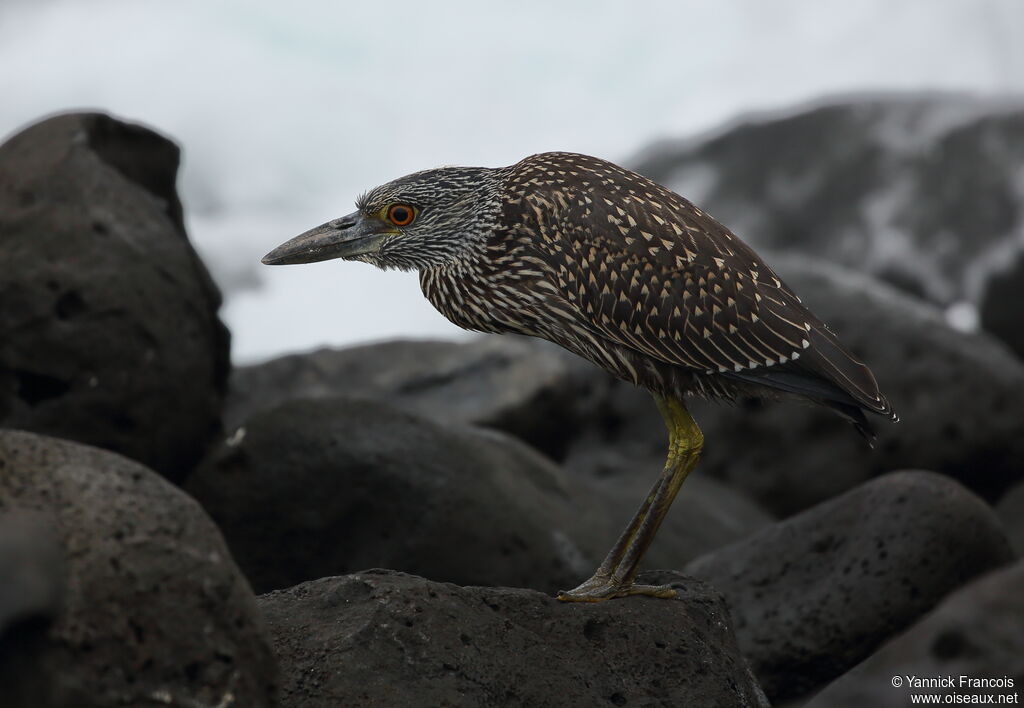 Yellow-crowned Night Heronimmature, identification, aspect