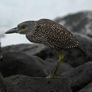 Yellow-crowned Night Heron