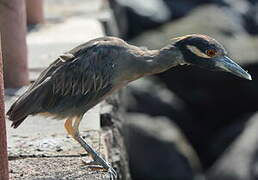 Yellow-crowned Night Heron