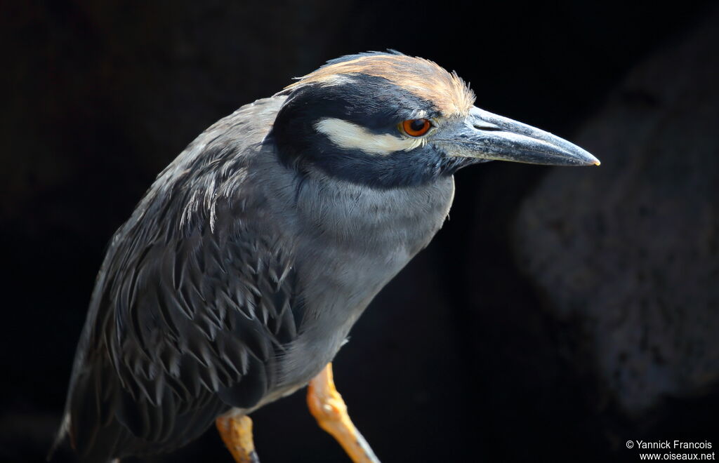 Yellow-crowned Night Heronadult, close-up portrait, aspect