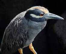 Yellow-crowned Night Heron