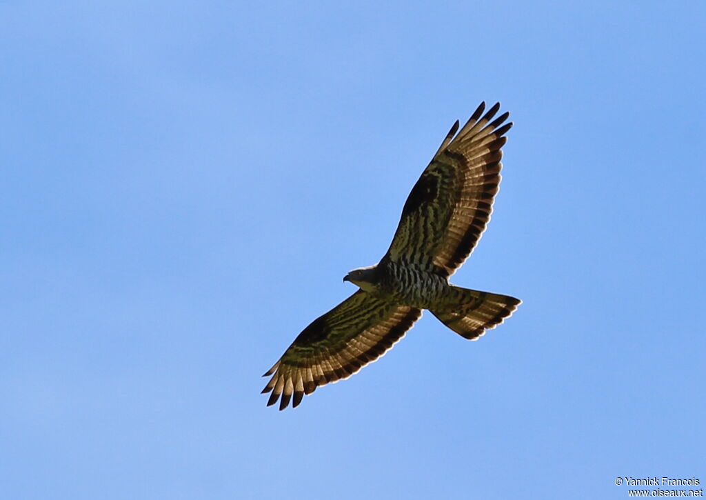 European Honey Buzzardadult, aspect, Flight