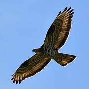 European Honey Buzzard