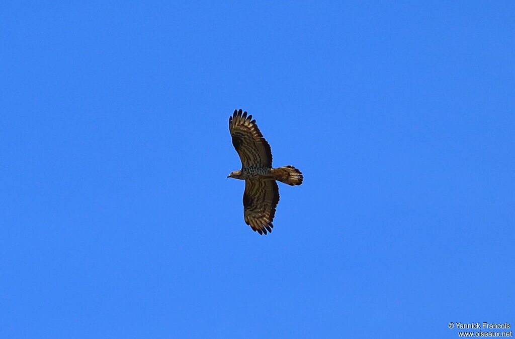 European Honey Buzzardadult, Flight