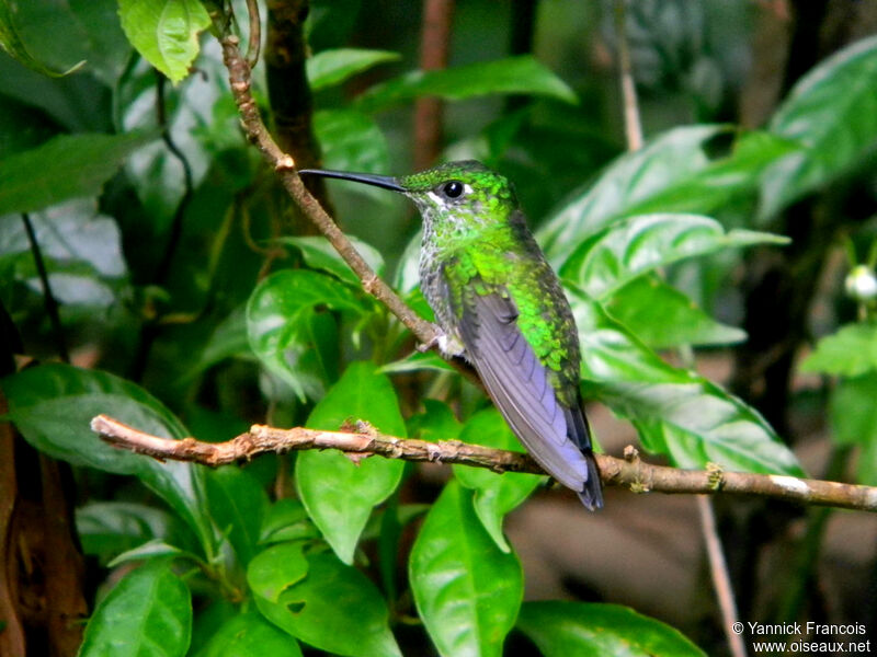 Green-crowned Brilliant female adult, identification, aspect