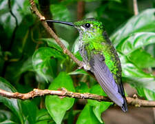 Green-crowned Brilliant