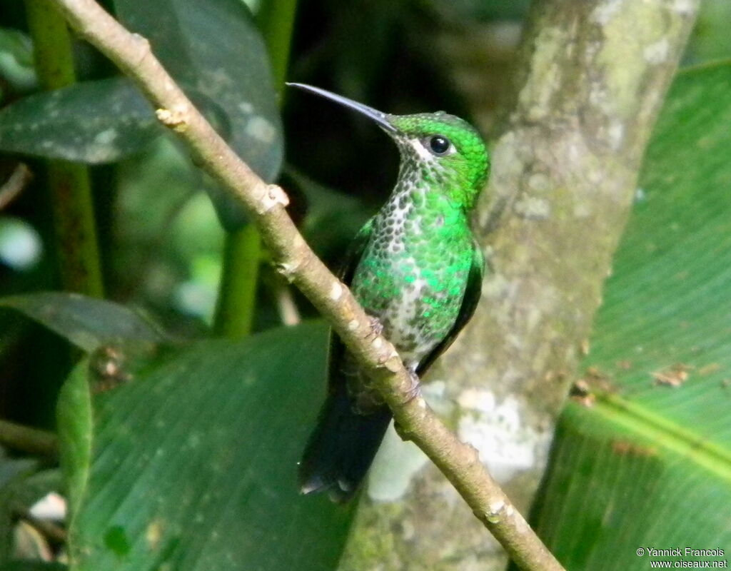 Green-crowned Brilliant female adult, habitat, aspect