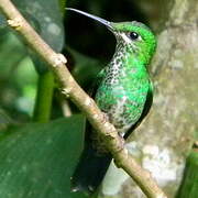 Green-crowned Brilliant