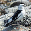 Bruant des neiges