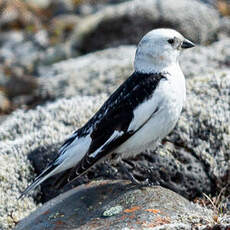 Bruant des neiges