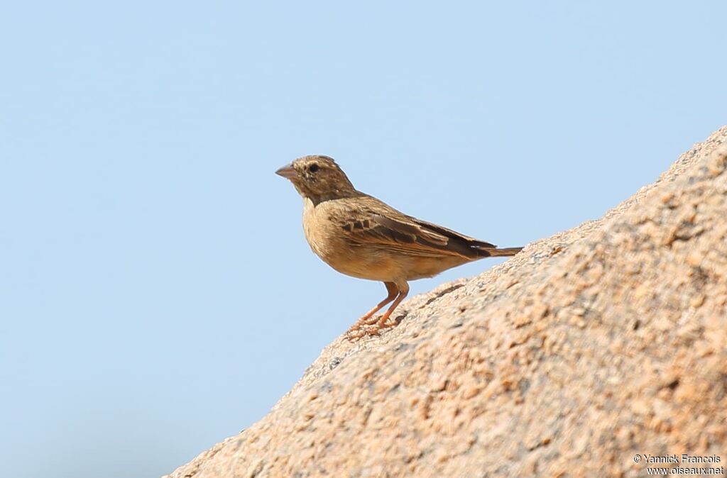 Bruant des rochersadulte, habitat, composition