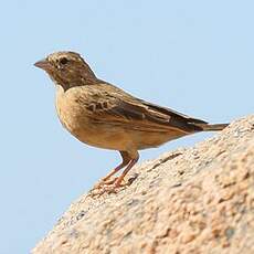 Bruant des rochers