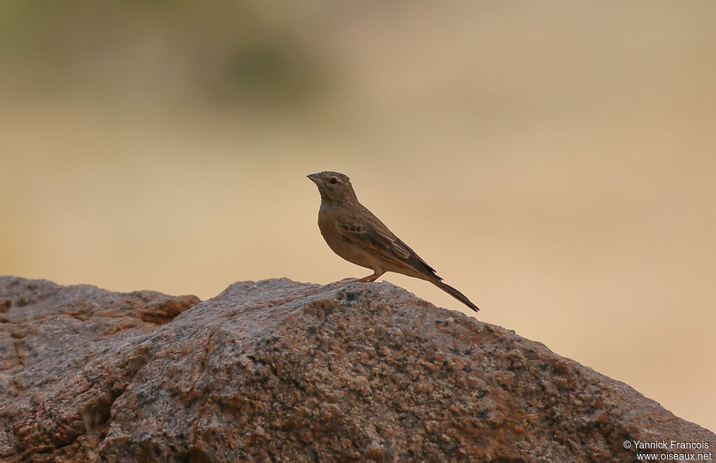 Lark-like Buntingadult, habitat, aspect