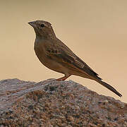 Lark-like Bunting