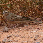 Bruant des rochers