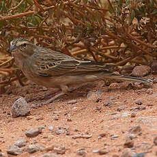 Bruant des rochers