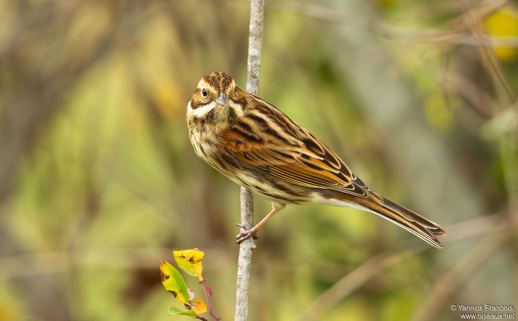 Bruant des roseaux femelle adulte, identification