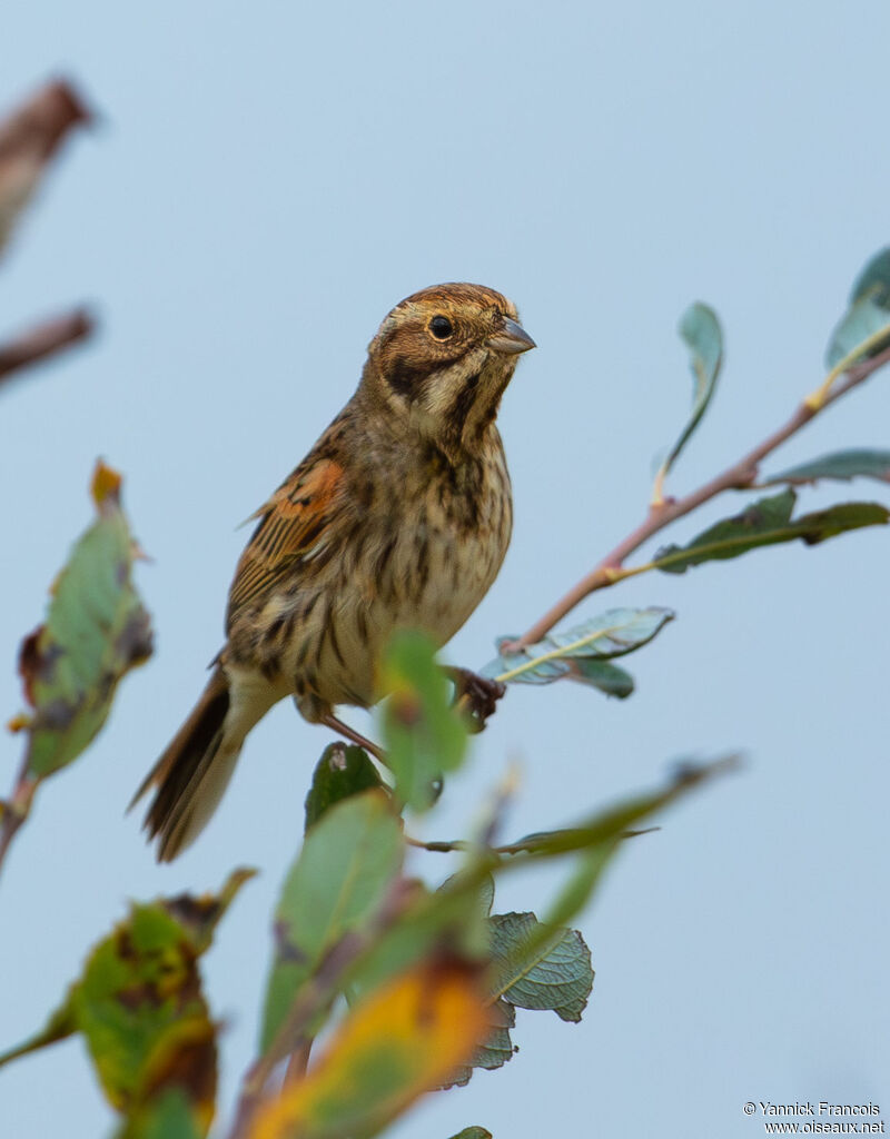 Bruant des roseaux femelle adulte, identification, composition