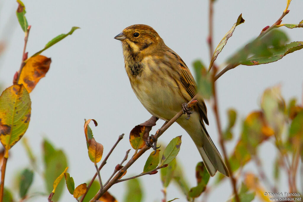 Bruant des roseaux femelle adulte, identification, composition