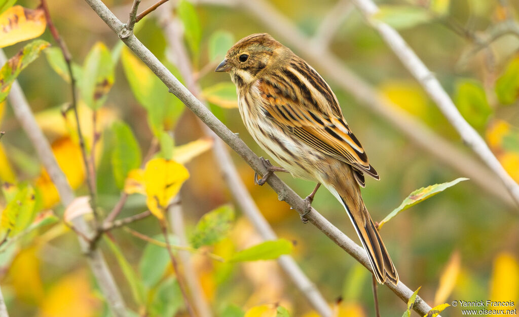 Bruant des roseaux femelle adulte, identification, composition