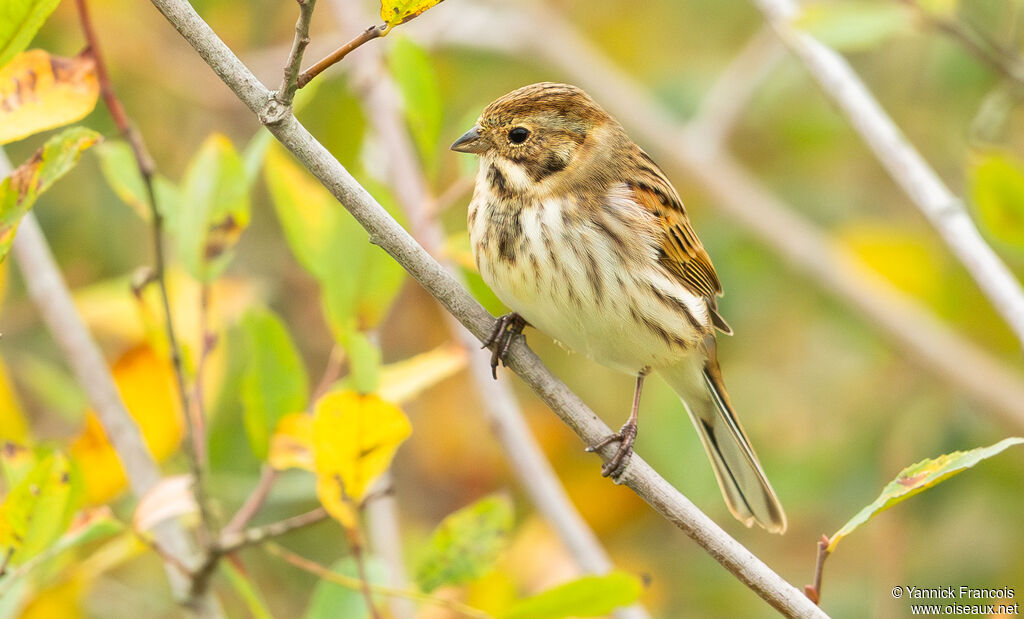 Bruant des roseaux femelle adulte, identification, composition