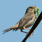 Corn Bunting