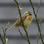 Cirl Bunting