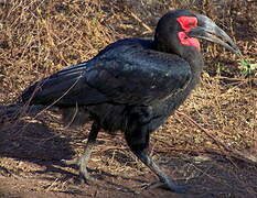 Southern Ground Hornbill