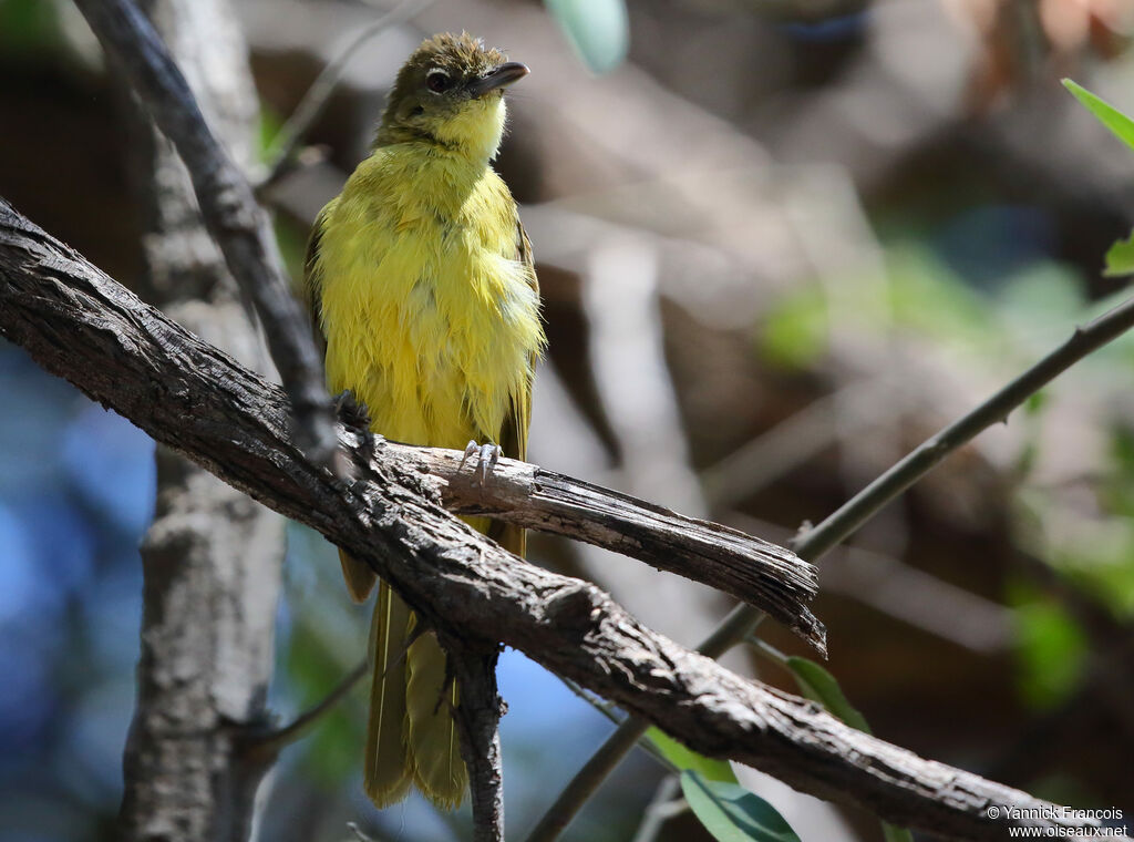 Yellow-bellied Greenbuladult, identification, aspect