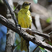 Bulbul à poitrine jaune