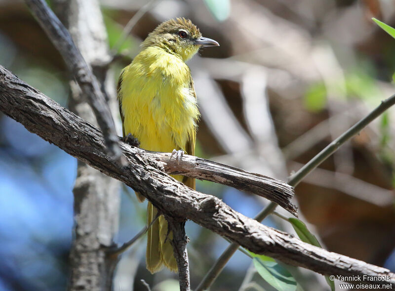 Yellow-bellied Greenbuladult, identification, aspect