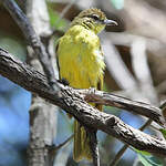 Bulbul à poitrine jaune