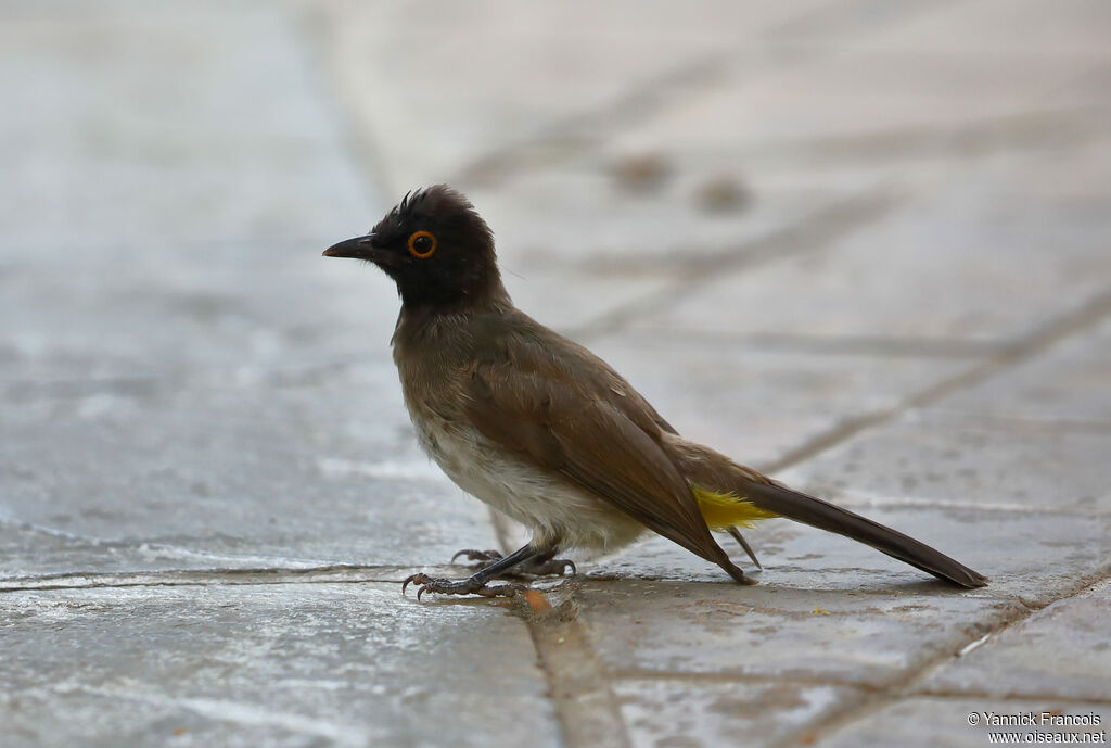 Bulbul brunoiradulte, identification, composition