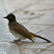 African Red-eyed Bulbul