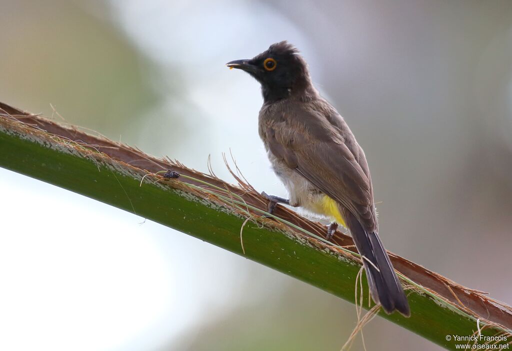 African Red-eyed Bulbuladult, identification, aspect