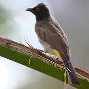 African Red-eyed Bulbul